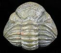 Large, Perfectly Enrolled Pedinopariops Trilobite - wide! #47352-1